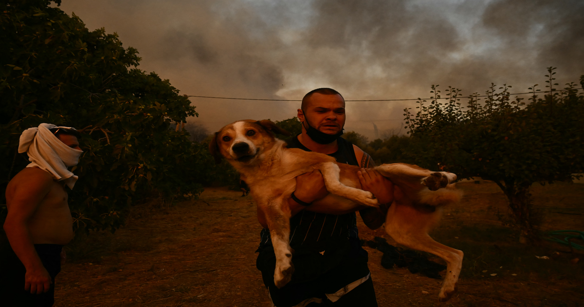 Dramatic animal rescues as Greek wildfires ravage Patras