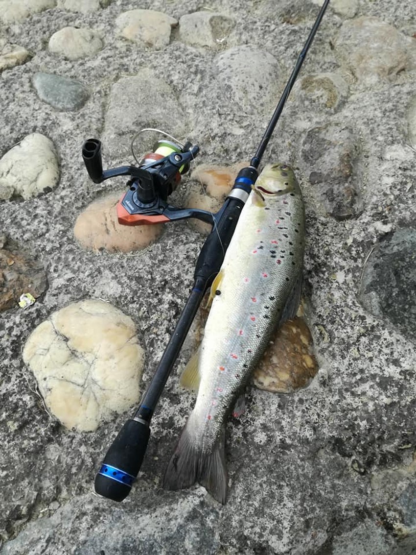 Mnogima nepojmljivo da ovolike ribe obitavaju u Đetinji