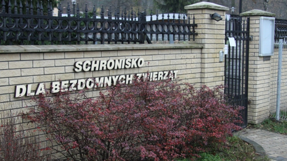 Prezydent Kielc ogłosił drugi konkurs na prowadzenie Schroniska dla Bezdomnych Zwierząt w Dyminach. Pierwszy został unieważniony, bo wpłynęła na niego tylko jedna oferta, która była wyższa od kwoty planowanej na ten cel przez miasto. Nowe oferty można składać do 12 lutego.