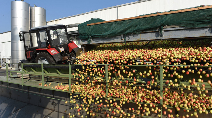 Megint árvita van az almatermelők és a felvásárlók között / MTI Fotó: Balázs Attila