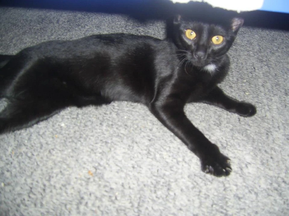 Petrina crna mačka Nađa