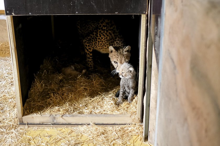 Śląski Ogród Zoologiczny. Narodziny gepardów