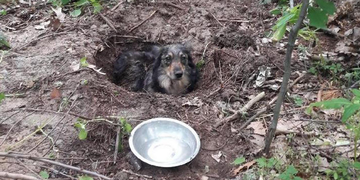 Huta Komorowska: zakopał żywcem psa. Mężczyzna zatrzymany