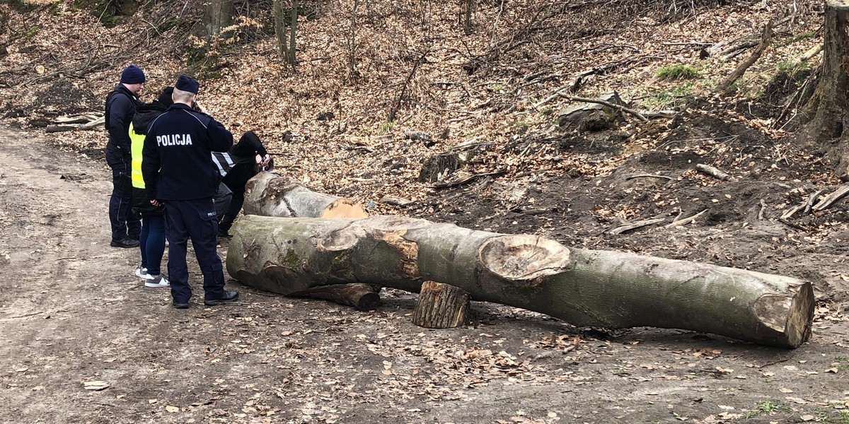 Szczecin. Wypadek podczas wycieczki. Konar przygniótł troje dzieci.