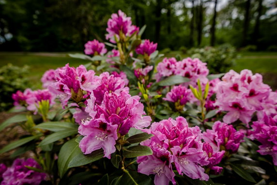 Zamek Książ i jedna z największych kolekcji rododendronów w Polsce!