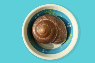 Ruszył sezon zbioru winniczków na Warmii i Mazurach. Firmy mogą pozyskać 287 ton ślimaków