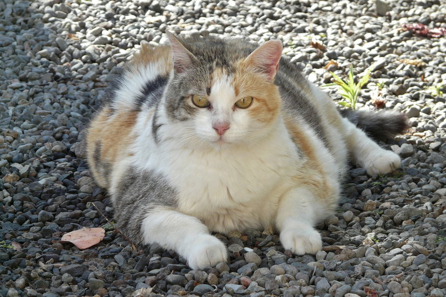 Małą ilość ruchu powoduje otyłość u kotów - Almi/pixabay.com
