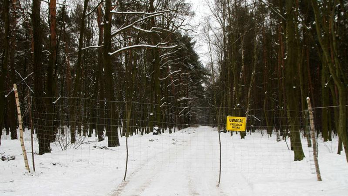 W podpoznańskim lesie od pewnego czasu roi się od saperów. Między Koziegłowami a Kicinem prowadzona jest akcja rozminowywania terenu. Pod ziemią kryją się setki niewybuchów z okresu II wojny światowej - informuje Fakt.pl.