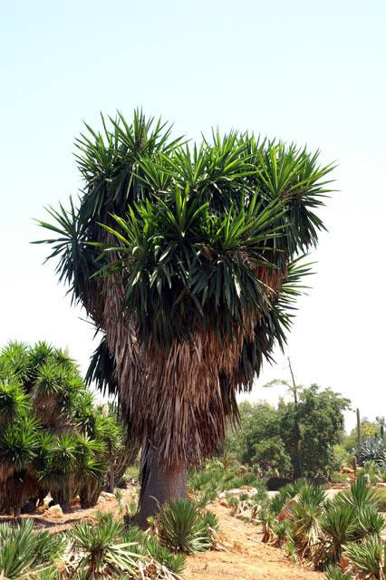 Galeria Hiszpania - Botanicactus, obrazek 8