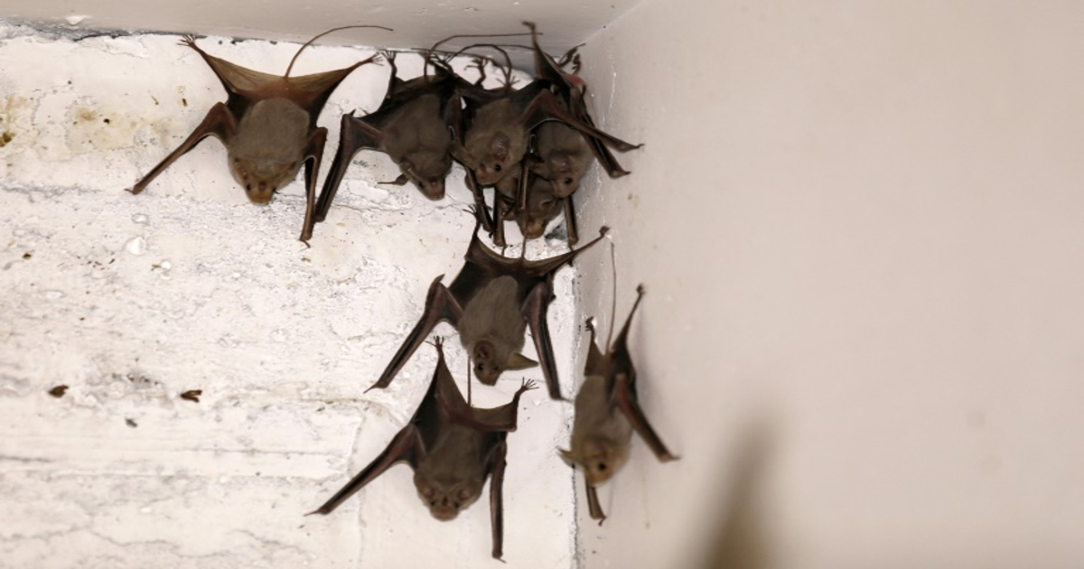 Un Australien meurt d'un virus transmis par une morsure de chauve-souris