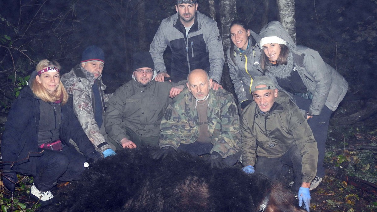 Medved Aleksandar uhvaćen i markiran u petak na Tari