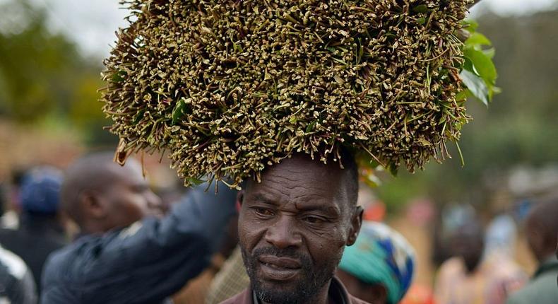 A khat farmer hawks his khat harvest at a local open air market at Maua, in Meru county on September 9, 2016 in Kenya's central province. (Photo by TONY KARUMBA/AFP via Getty Images)