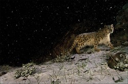 Zobacz najlepsze "dzikie" zdjęcia