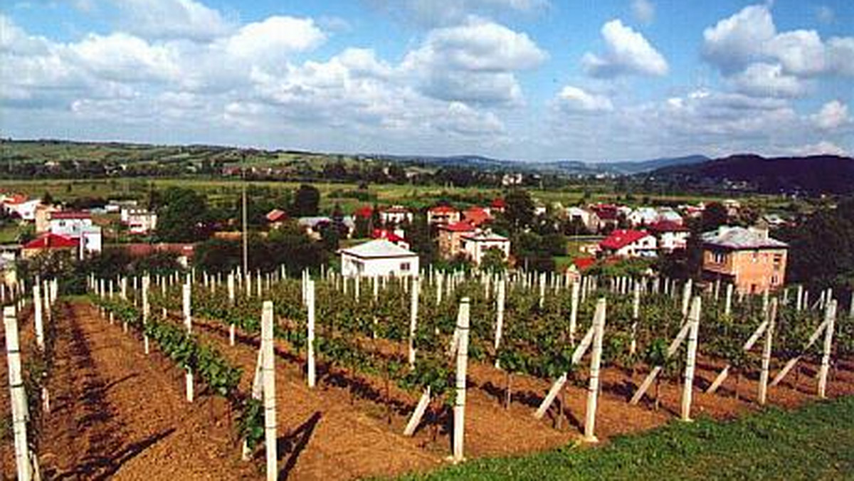 Zwiedzanie winnic i degustacja lokalnego wina to atrakcje, które zapewnia turystom Lubuski Szlak Wina i Miodu. Powstał on z inicjatywy lubuskich winiarzy, przy wsparciu zarządu województwa, aby przypominać o dawnych tradycjach winiarskich.