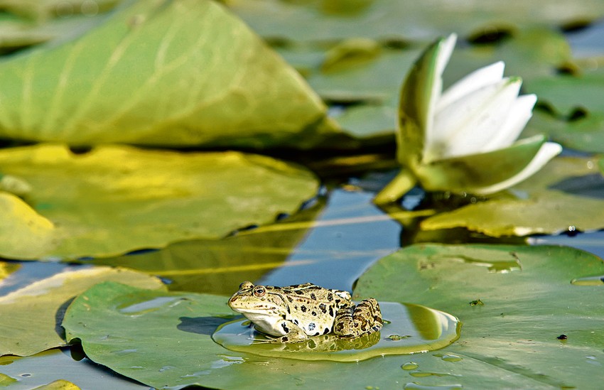 Ovde ima 26 vrsta riba, 11 vrsta gmizavaca, 20 vrsta sisara...
