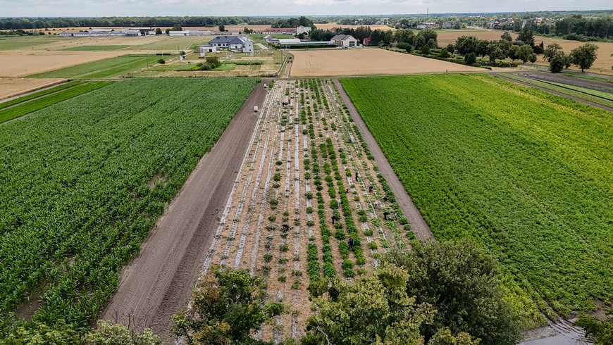 Pola na Swojczycach są wykorzystywane do ekologicznych upraw