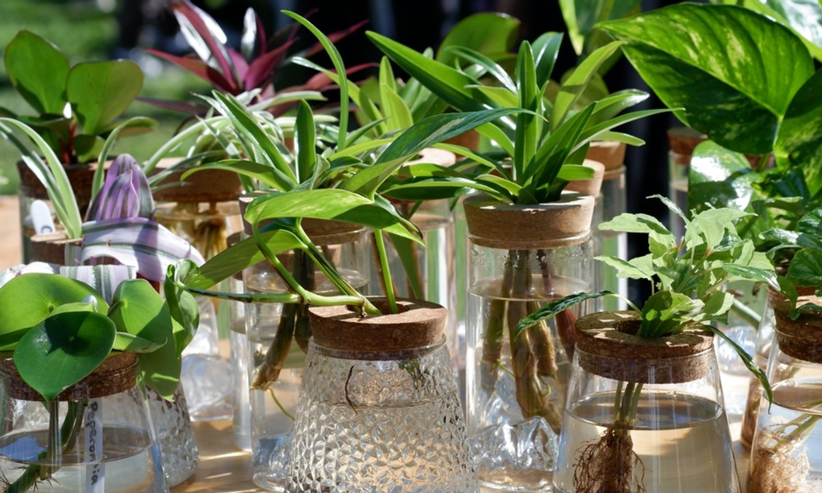 Ta roślina przyciąga do domu biedę. Im lepiej kwitnie, tym gorzej dla portfela