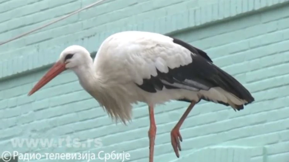 roda Đura, Sremska Mitrovica