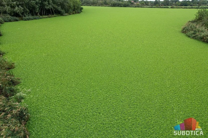 Vodena salata na Palićkom jezeru