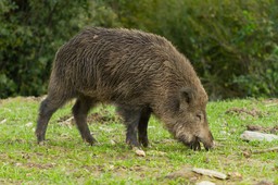 Kuszlewicz o ustawie o ASF: Nie jest wymierzona ani w myśliwych, ani w rolników, lecz w krótkowzroczne myślenie