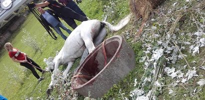 Wypadek na wybiegu. Koń wpadł do studni