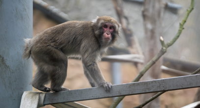 To małpki, które się zimy nie boją. Makaki japońskie z Amersfoort w Holandii zamieszkały w Orientarium w Łodzi. To będą gwiazdy zoo?