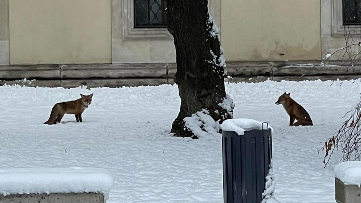 Niecodzienny widok na Wawelu. "Nie powinniśmy się do nich zbliżać"