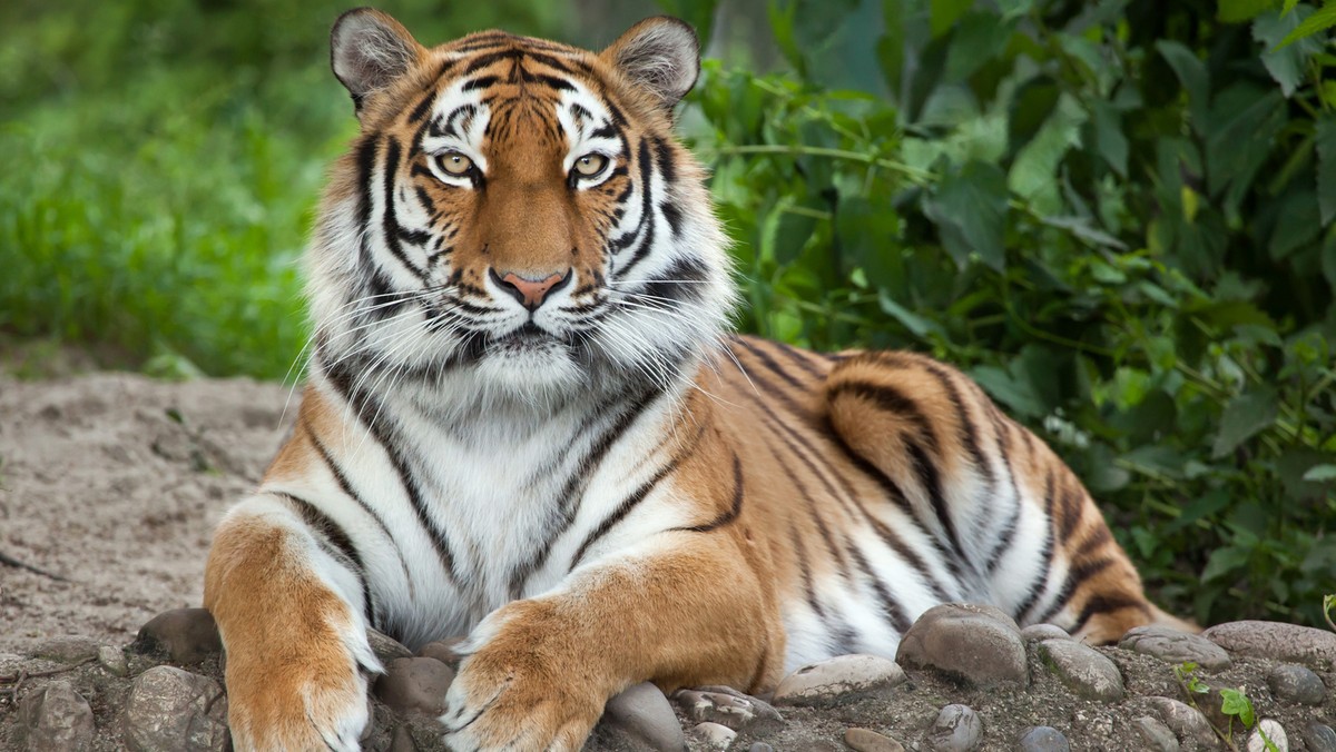 Pracownica rosyjskiego ZOO walczy o życie po zaatakowaniu przez tygrysa syberyjskiego. Do wypadku doszło w Stalingradzie na oczach przerażonych turystów - podaje "Evening Standard".