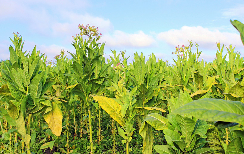 tytoń, rolnictwo