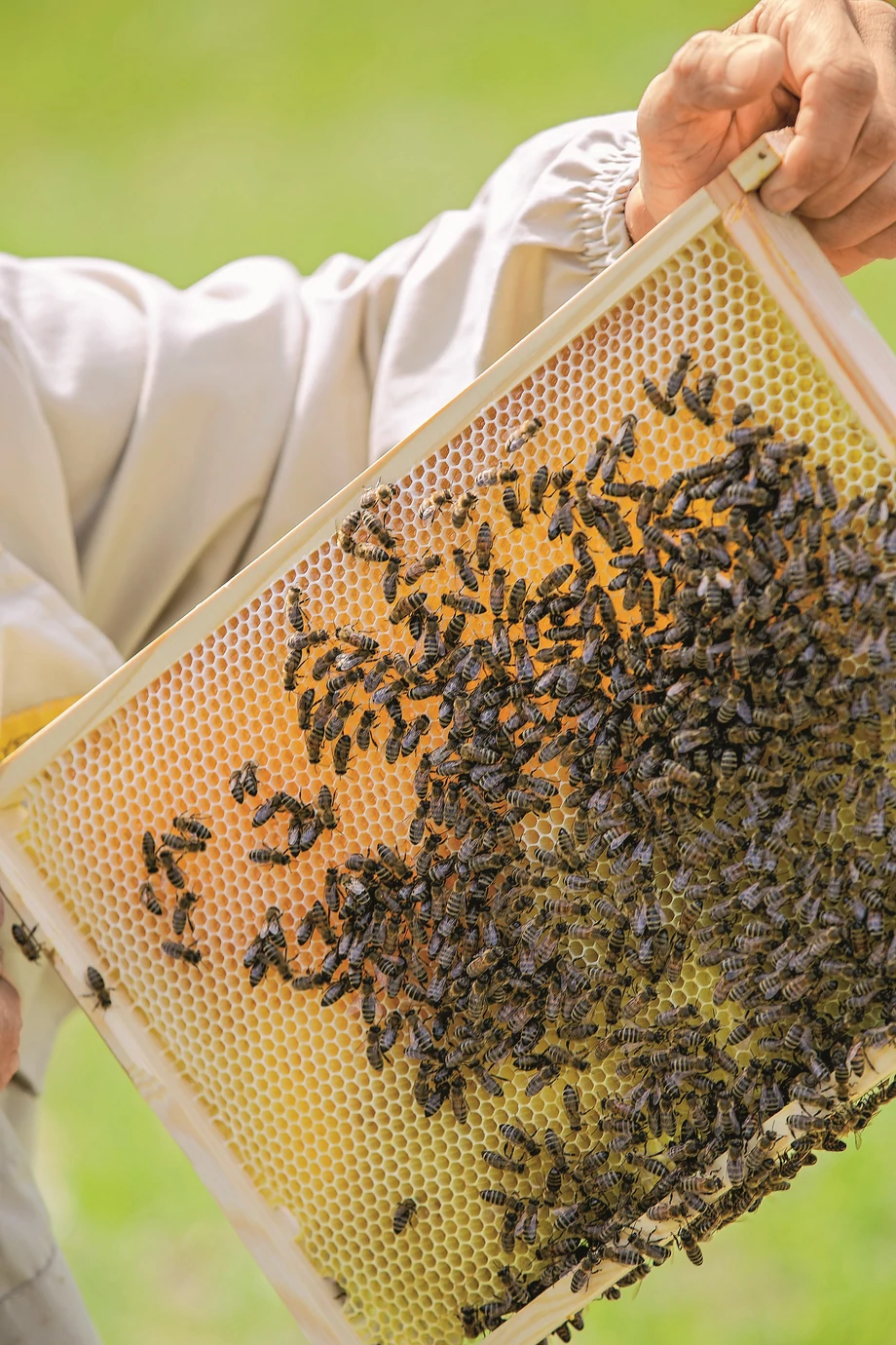 - Pszczelarze mogą u nas kupić właściwie wszystko, co jest potrzebne do prowadzenia własnej pasieki - mówi Tomasz Łysoń, prezes Grupy Łysoń
