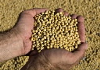 Jak Sowieci uprawiali rolnictwo