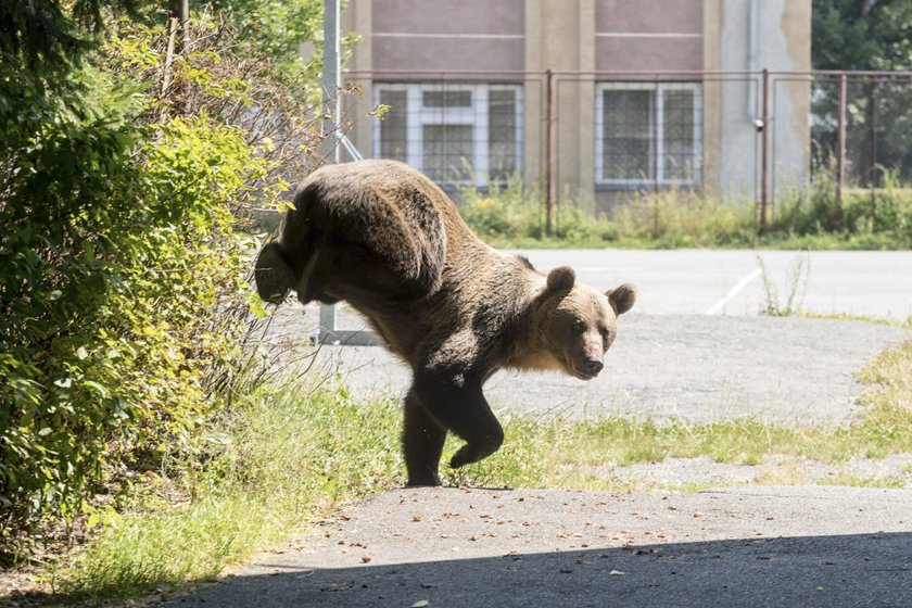 Brown bear in Romania