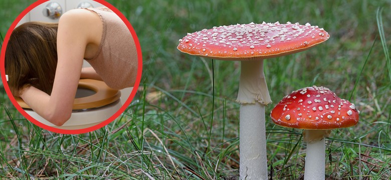 Jedzą muchomory. Później gorzko tego żałują