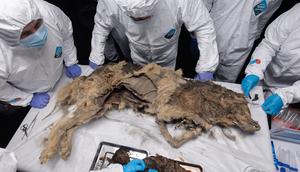 Locals discovered this mummified wolf in the thawing permafrost in Siberia.North-Eastern Federal University