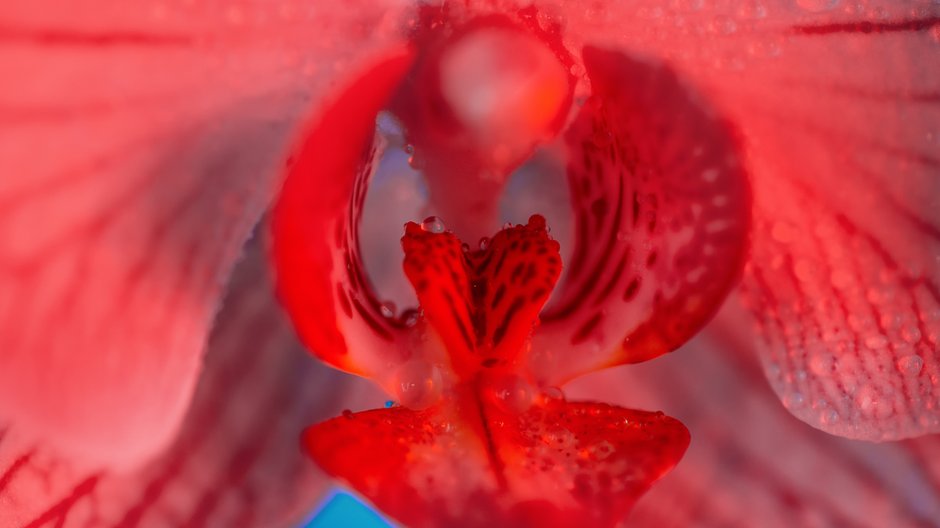 Łechtaczka wyglądem przypomina kwiat orchidei / juliadu, Getty Images