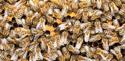 Wściekły atak pszczół na spacerowiczów. 70-latek walczy o życie