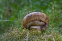 Dwupierścieniak cesarski (Catathelasma imperiale)