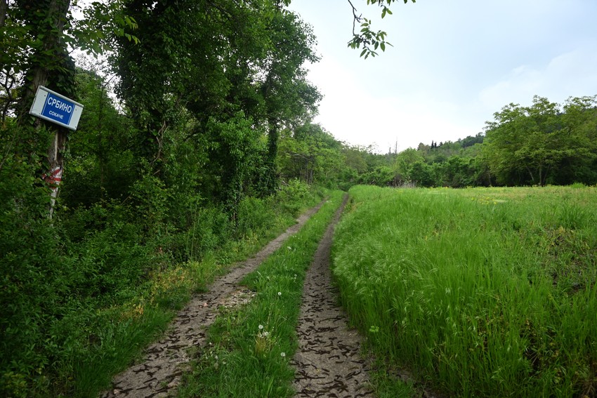 Jedino obeleženo drvo u šumi