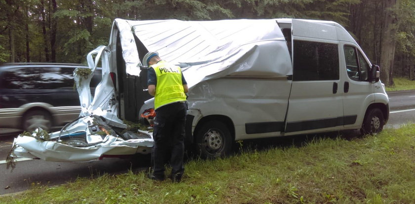 Ogromne drzewo spadło na busa. Zdarzył się cud. ZDJĘCIA