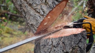 Wycinka drzew: Szykuje się kolejne zamieszanie [ZMIANY]