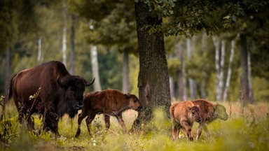 Park narodowy i nadleśnictwa liczą białowieskie żubry