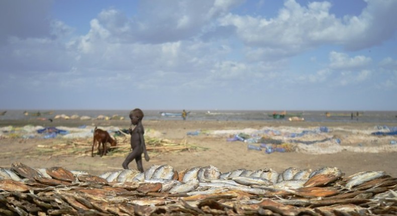 A boy walks past a stack of fish on the western shores of Kenya's Lake Turkana, which is gradually receding, fuelling fears of diminished fish stocks