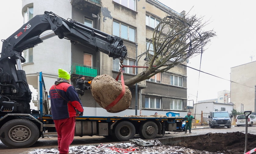 W Łodzi posadzono dorodne drzewo na Lipowej. Czy się przyjmie?