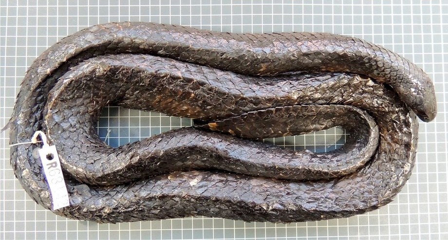 Morski wąż krótkonosy z rafy Ashmore w Australii.