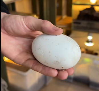  Z tego jaja może się wykluć tylko samiec