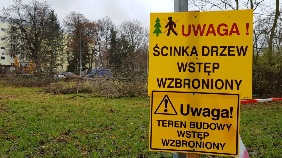 Wycinka drzew przy ul. Walczaka