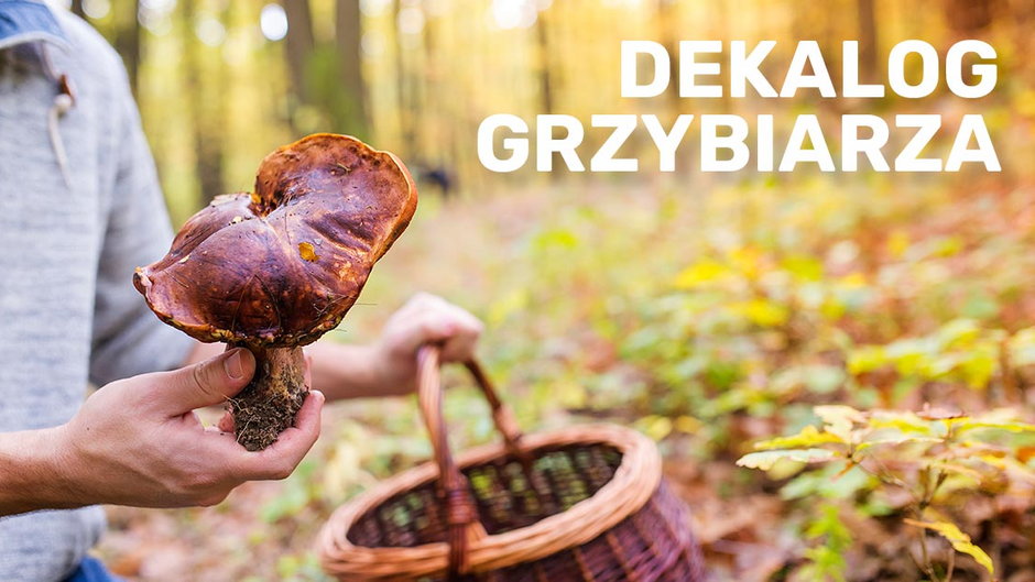 Dekalog grzybiarza