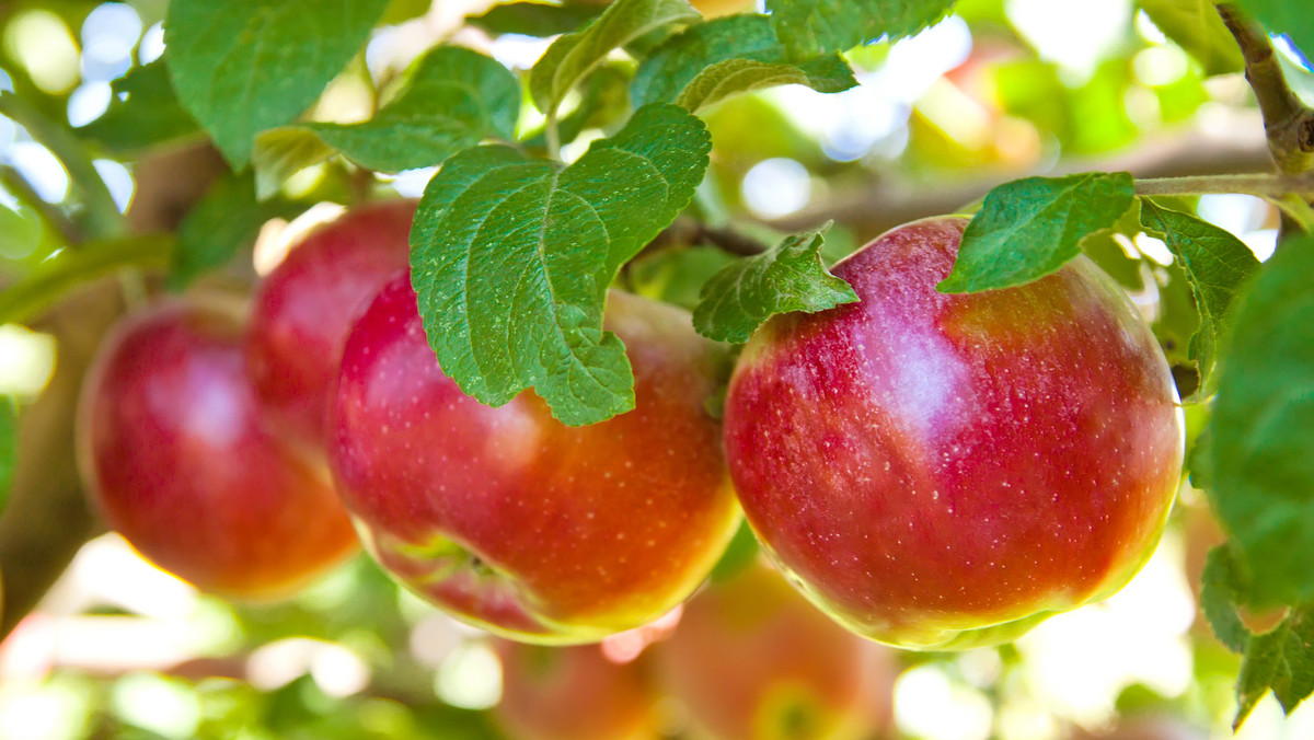 Rosyjski nadzór fitosanitarny zatrzymał na granicy transport prawie 300 ton polskich jabłek – informuje RMF FM. Zdaniem Rosjan, owoce były skażone pestycydami.
