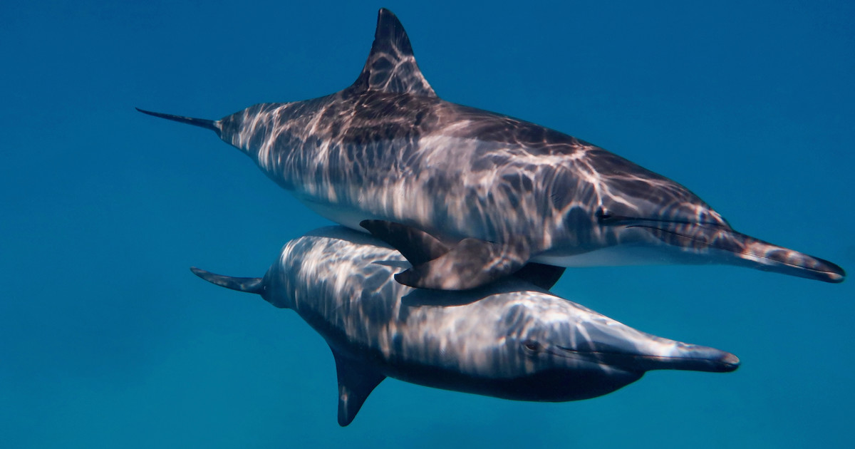 Delfines asesinos.  Estados Unidos y Rusia entrenaron asesinos submarinos.  «extremadamente confidencial»