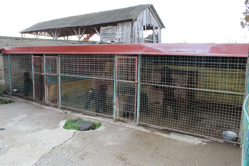 Uhapšen Pančevac (50), životinjama sekao i repove